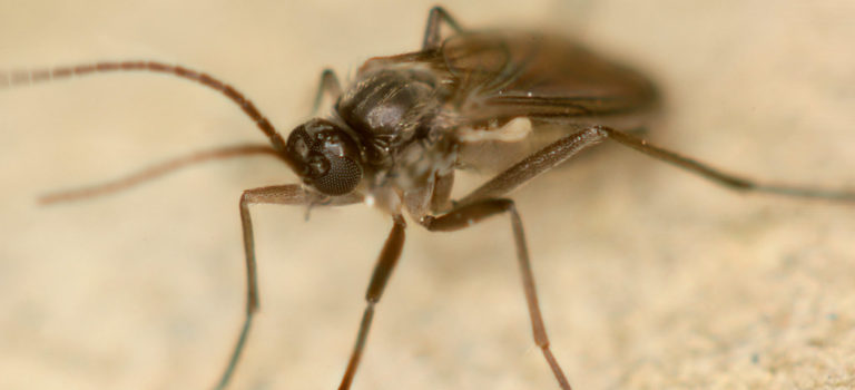 Comment se débarrasser des moucherons ?